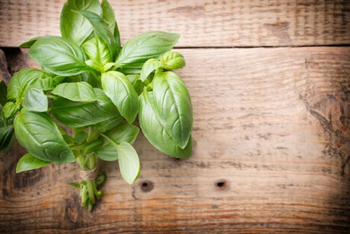 Basil Essential Oil