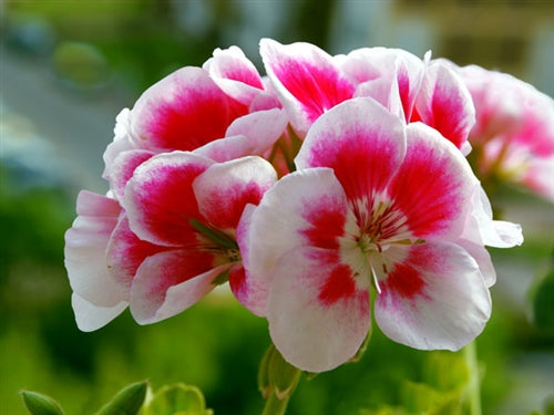 Egyptian Geranium Essential Oil