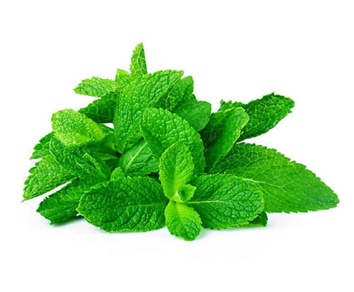 Fresh Organic Mint, 0.5 oz Clamshell