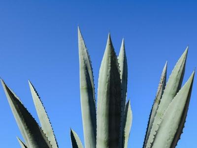 Shea & Aloe Sugar Scrub Recipe