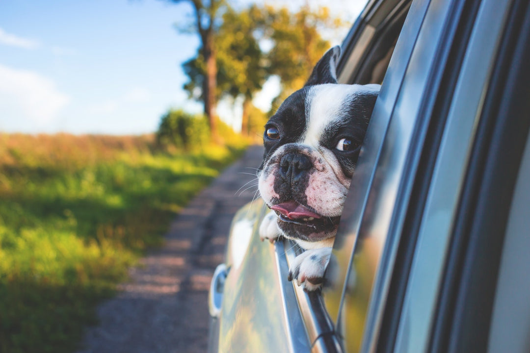 Dog Deodorizing Powder