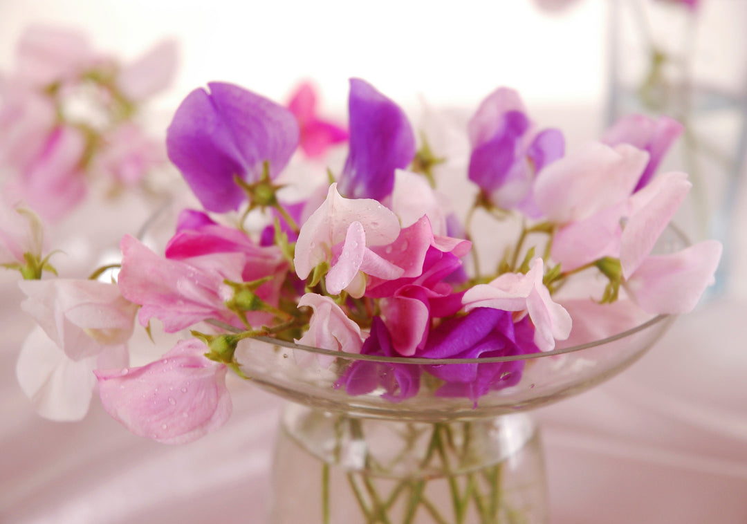 Sweet Pea Fragrance Oil