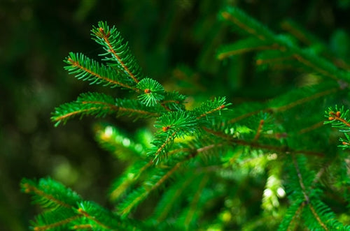 Spruce Essential Oil - Hemlock