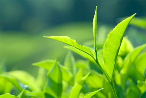 Tea Tree Essential Oil