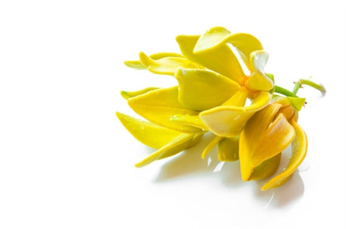 Ylang Ylang III Essential Oil