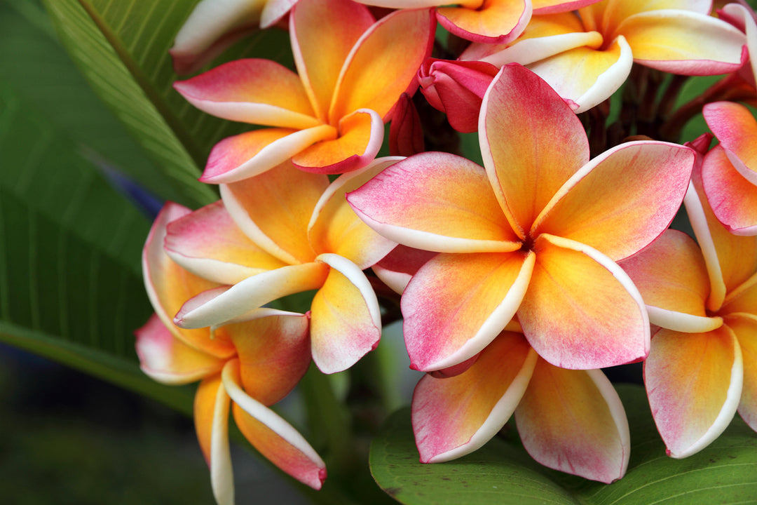 Hawaiian Plumeria Fragrance Oil