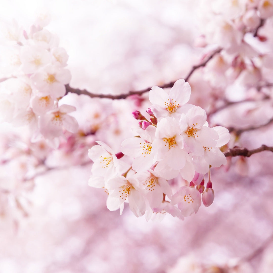 Cherry Blossom Fragrance Oil