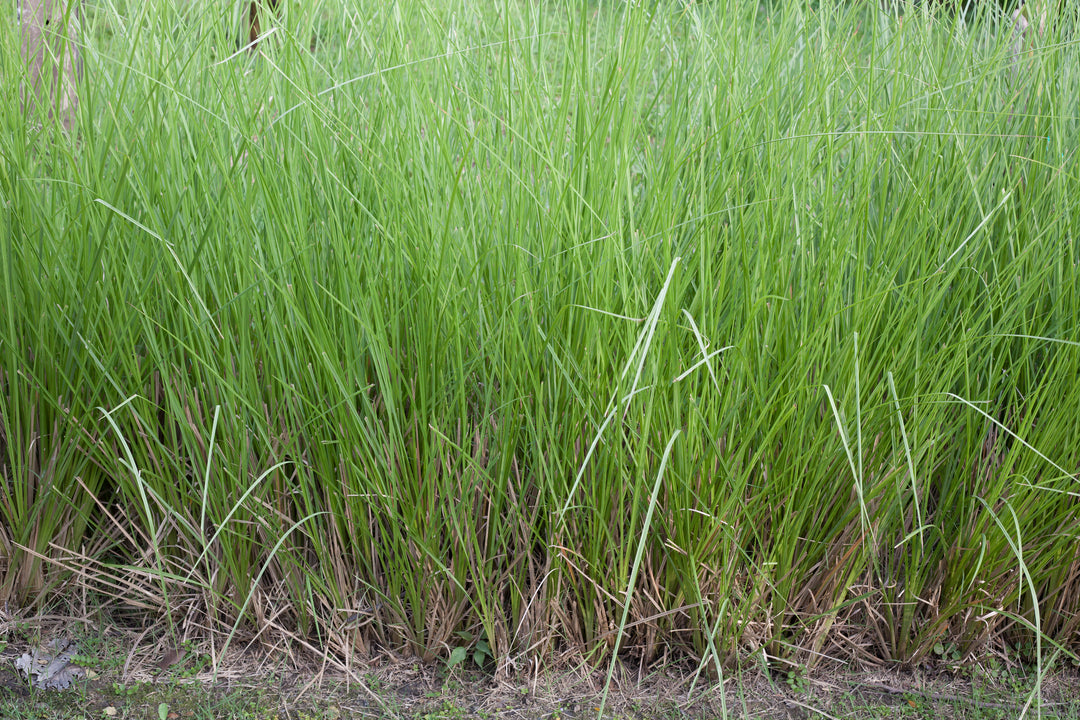 Vetiver Essential Oil