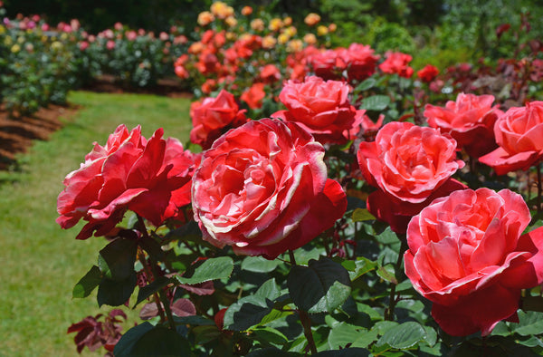 Rose Garden Fragrance Oil – Voyageur Soap & Candle