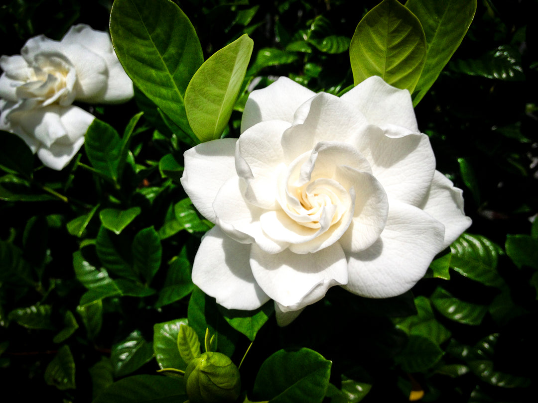 Gardenia Fragrance Oil