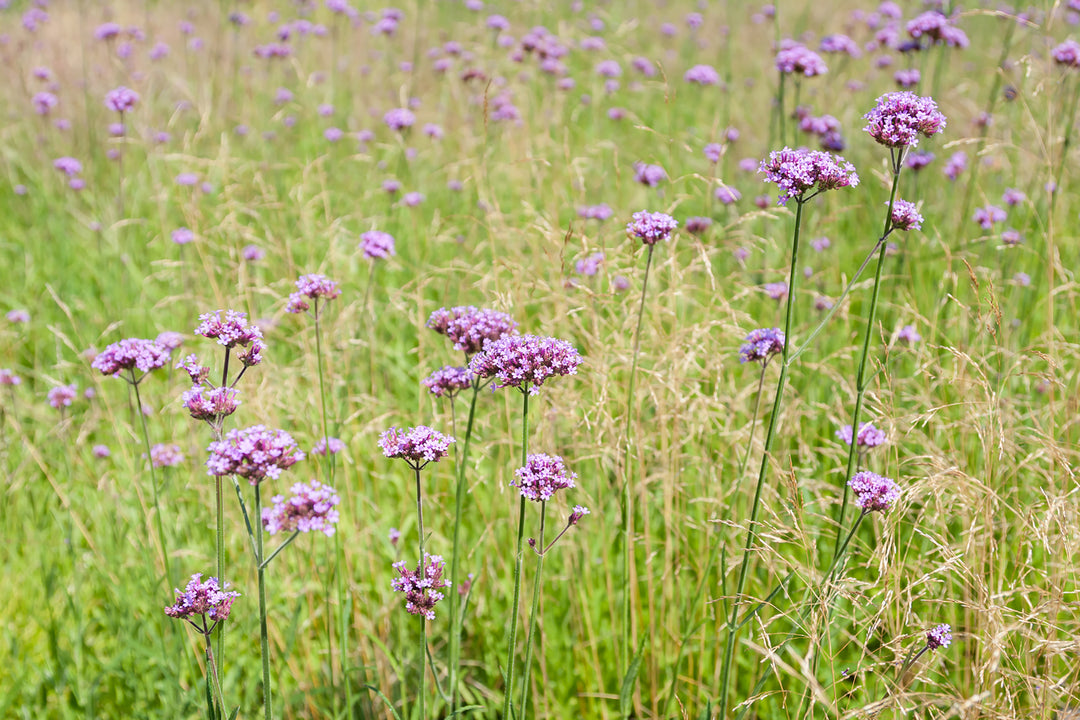 Lemongrass Verbena Fragrance Oil